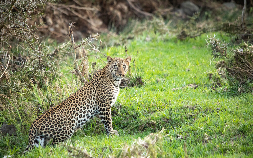 the leopard safari